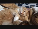 お腹を触らせてくれる猫