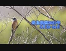 野鳥観察2021年3月23日24日