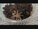 [エヴァを今から見直しても]タランチュラ飼育日記その１３２[間に合いますか庵野監督]