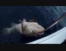 【魚釣り】奄美大島 チャイロマルハタ17kg 2020年12月