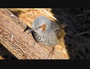 ヒヨドリの鳴き声2