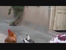 ニワトリｖｓ猫