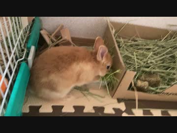 豆苗を食べ尽くしたサリーちゃん　21日目