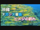 ナガンヌ曽根ドリフトダイビング・沖縄ダイビング