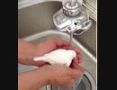 白文鳥の水浴び