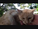 神社のミルクティーみたいな猫様がモフらせてくれました