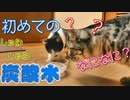 子猫に初めて炭酸水をみせてみた結果が可愛すぎた！The result of first showing carbonated water to the kitten was too cute!