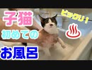 子猫を初めて水攻めしてみた Cat First time washing a kitten in the bath