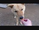 メイリオと初めてのパン