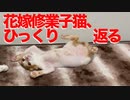 可憐な少女子猫たち、花嫁修業でひっくり返る