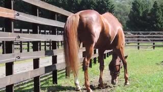 糞がクセになった馬