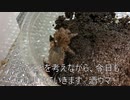 [モンハンライズ、明日でっせ]タランチュラ飼育日記その１３３[2ndGこそ至高]