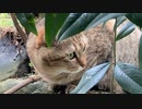 活発になるタタルさん　＃223