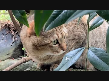 活発になるタタルさん　＃223