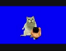 黒と白いmur猫