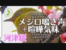 メジロの鳴き声　喧嘩気味河津桜
