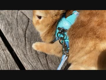 初のお外に出てみる　うさぎのサリーちゃん