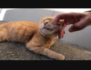食堂の横に茶トラ猫がいたので近づいてナデナデしてきた