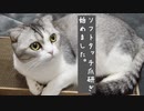 ソフトタッチ爪研ぎ始めました。