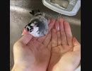 桜文鳥の水浴び