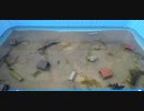 屋外金魚水槽２