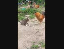猫を圧倒するニワトリ