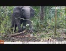 アフリカゾウを2種に分類、1種は「絶滅寸前」 IUCN最新レッドリスト