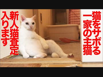 プチ多頭崩壊レスキュー猫ズ、珍妙猫の査定を受ける