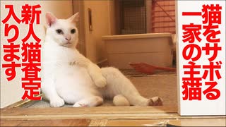 プチ多頭崩壊レスキュー猫ズ、珍妙猫の査定を受ける