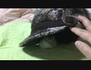かくれんぼ　【オッドアイのハムスター】