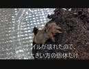 [チャコジャイは]タランチュラ飼育日記その１３６[ほぼタチコマかもしれん]