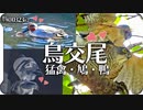 0323R2猛禽類と鳩と鴨【野鳥の交尾】ラッキー捕食オオバン。ツミの鳴き声、脚を怪我したコガモ。カワセミ。カワラバト。鶴見川水系恩田川でコンデジ野鳥撮影　#身近な生き物語 #猛禽類 #交尾