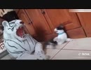 猫VSトラ