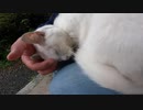 お寺で雨宿りをしていたら白い猫様が私の膝の上に乗ってきたので頭をこちょこちょしてみた