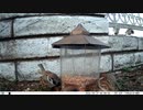 トレイルカメラで雀撮ってみた　20210327