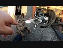 野良猫に猫パンチを誘ったら何度もパンチしてきてとっても可愛かった【狂暴な野良の子猫がフレンドリーになっていく様子 ２】