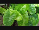 植物 1080p - Samsung A10s version