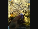 21/3/27　桜とキュアサマー！