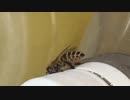 日本蜜蜂偵察隊がやってきた！