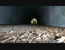 【心霊スポット】※マニア向け※　小峰トンネルでのクリパの定点カメラ映像 part.2【東京都】