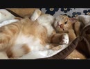 ぐうたらな虎猫