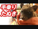 タヌキの赤ちゃん拾いました
