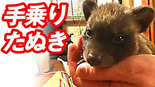 タヌキの赤ちゃん拾いました