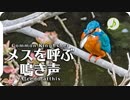 我慢出来なかったカワセミ