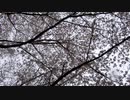 桜と鳥の鳴き声20210328