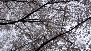桜と鳥の鳴き声20210328