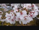 桜の花のアップ