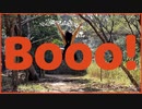 【tenむし】Booo! 踊ってみた