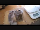 ハムスター飼いました。その115～2021年3月だよ!!体重測定だよ!!～