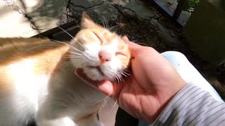 神社で猫様と遭遇したが逃げられ、別の猫様が割り込んできてモフられてしまう